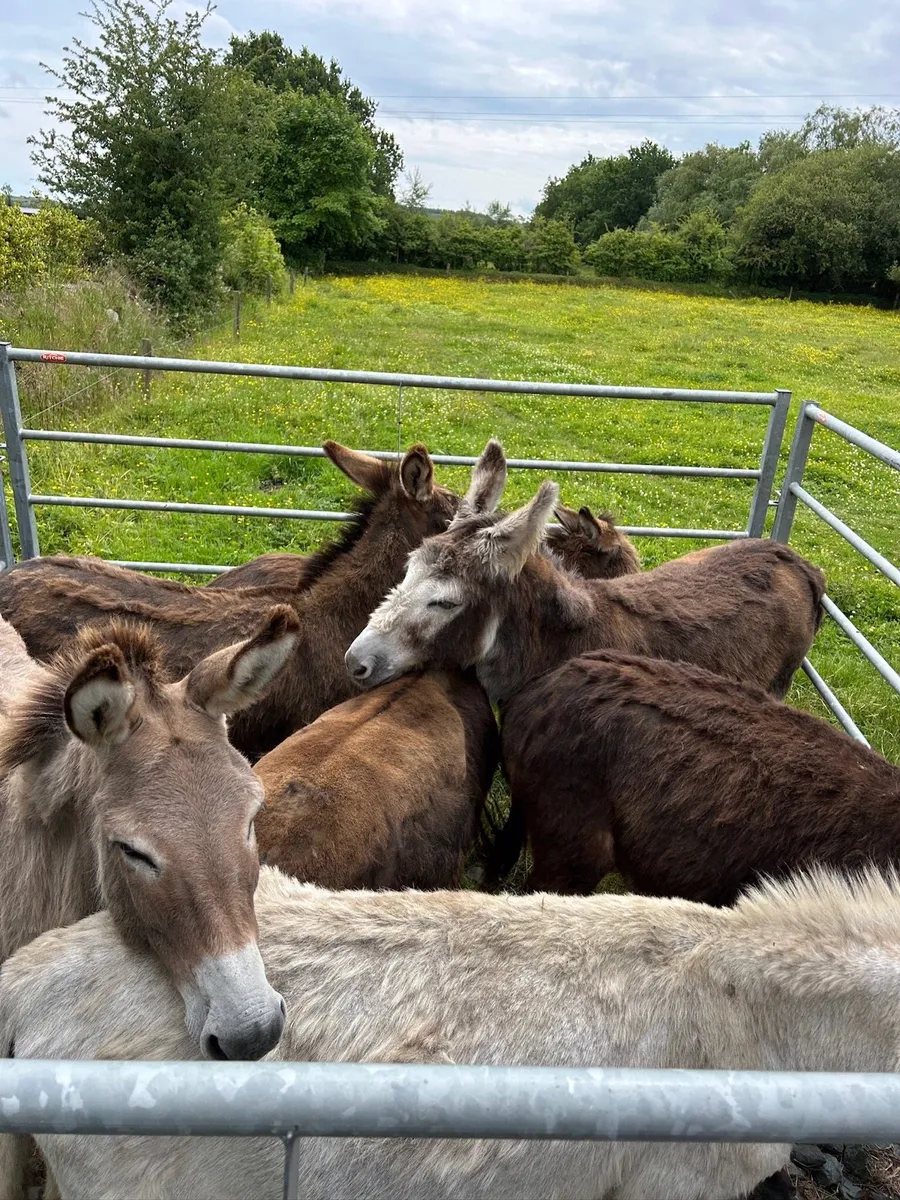 For sale  selection of donkeys - Image 1