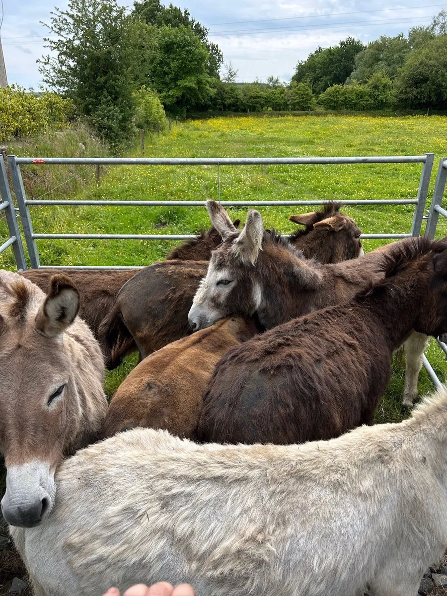 For sale  selection of donkeys - Image 2