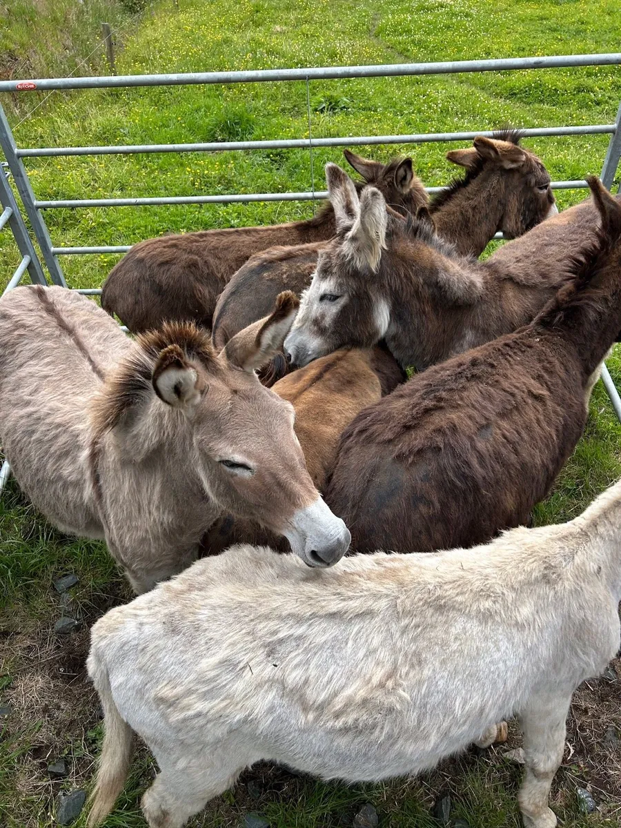 For sale  selection of donkeys - Image 3