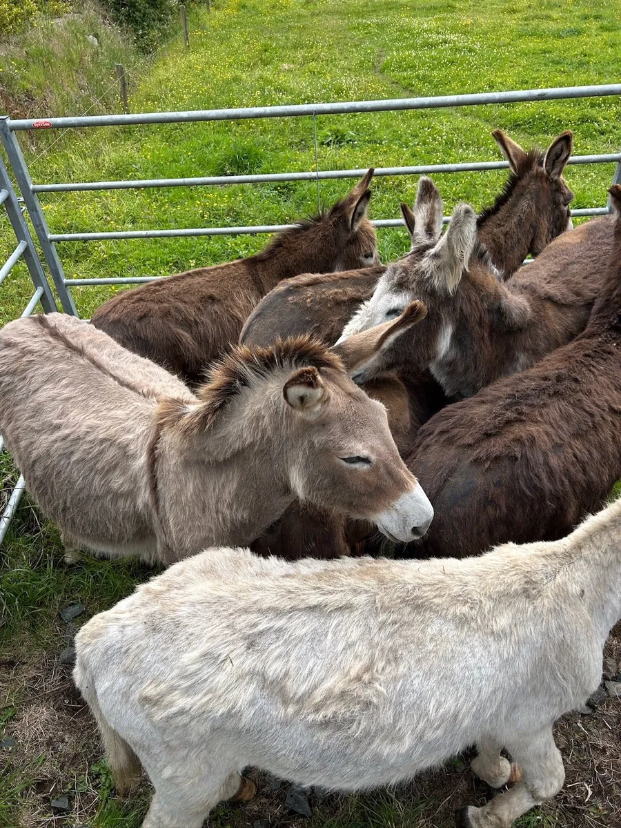 For sale  selection of donkeys - Image 4