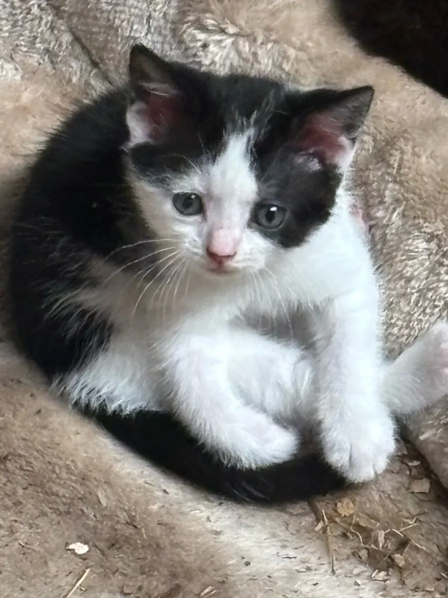 Kitten - Image 1