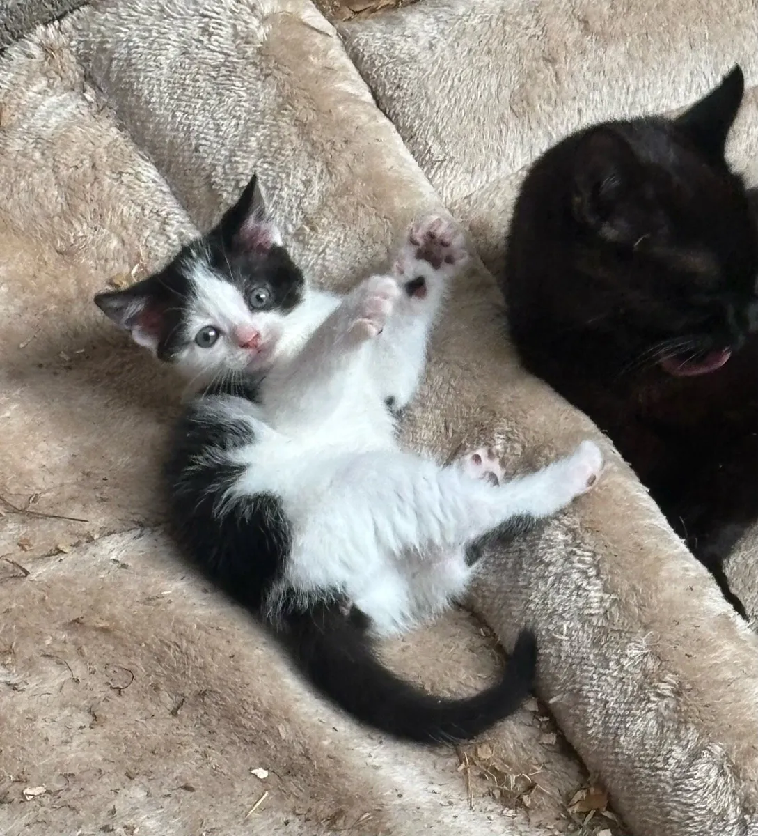Kitten - Image 2