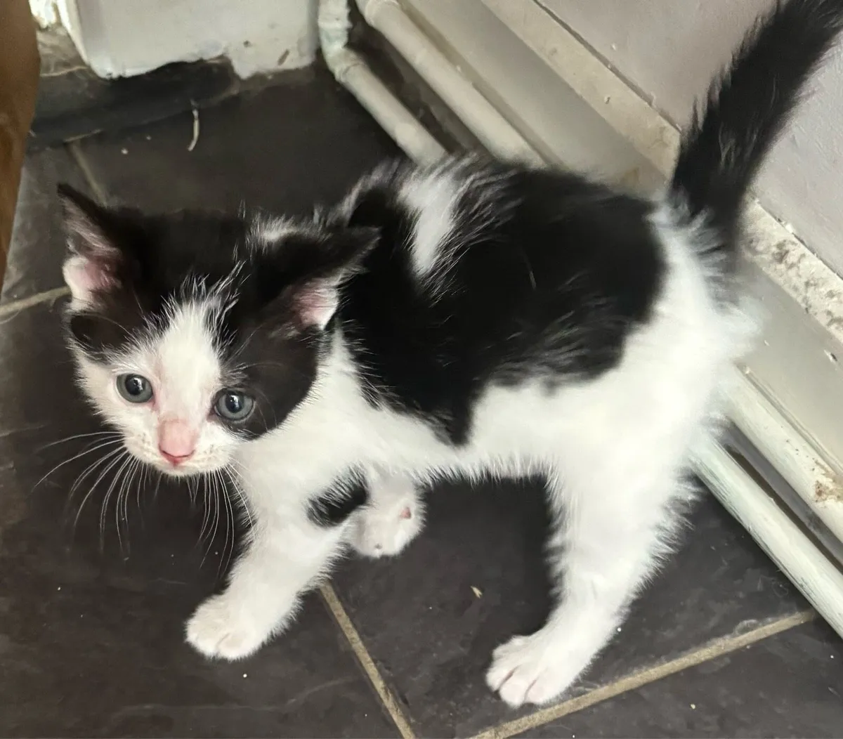 Kitten - Image 3