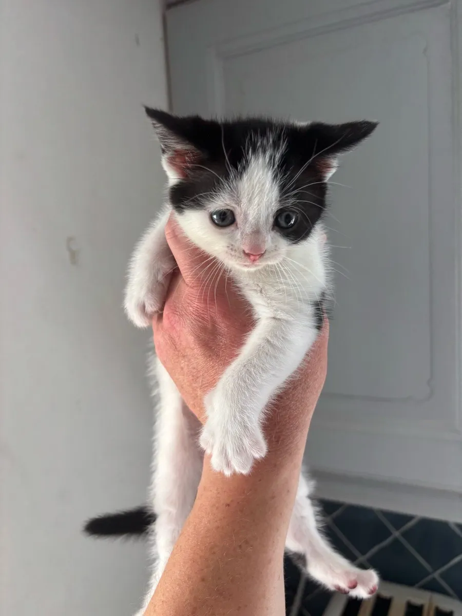 Kitten - Image 4