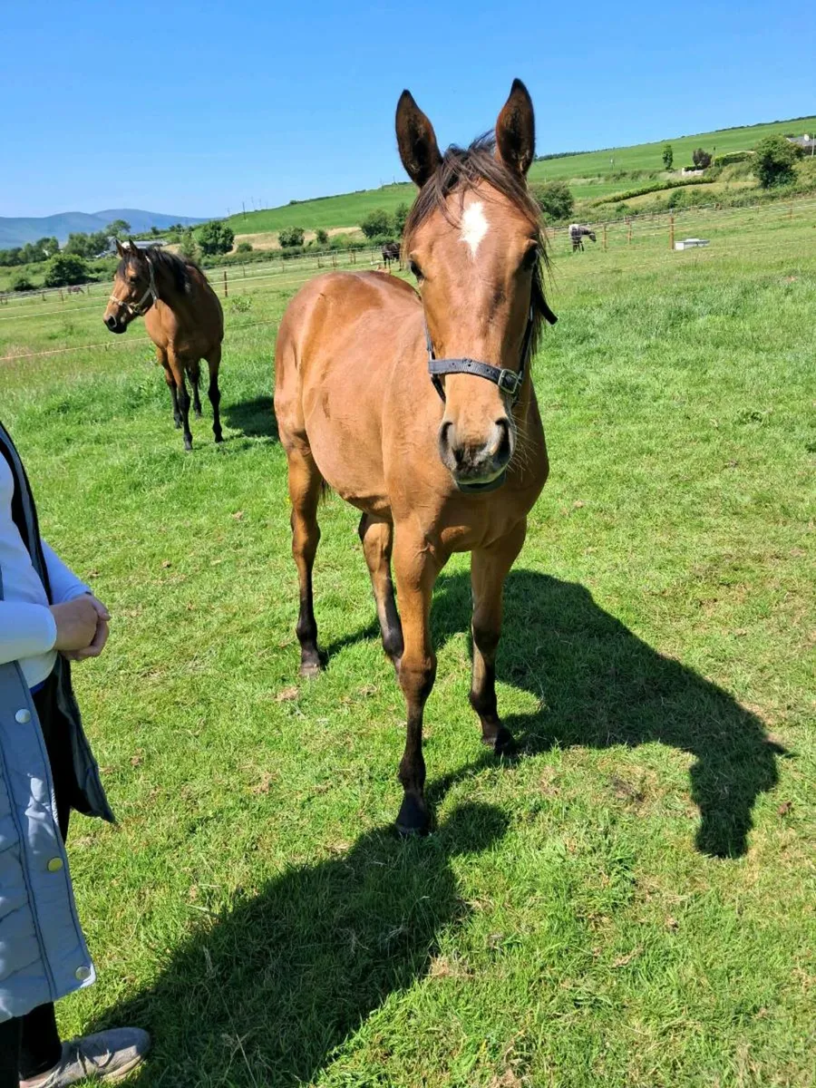 ISH Yearling - Image 1
