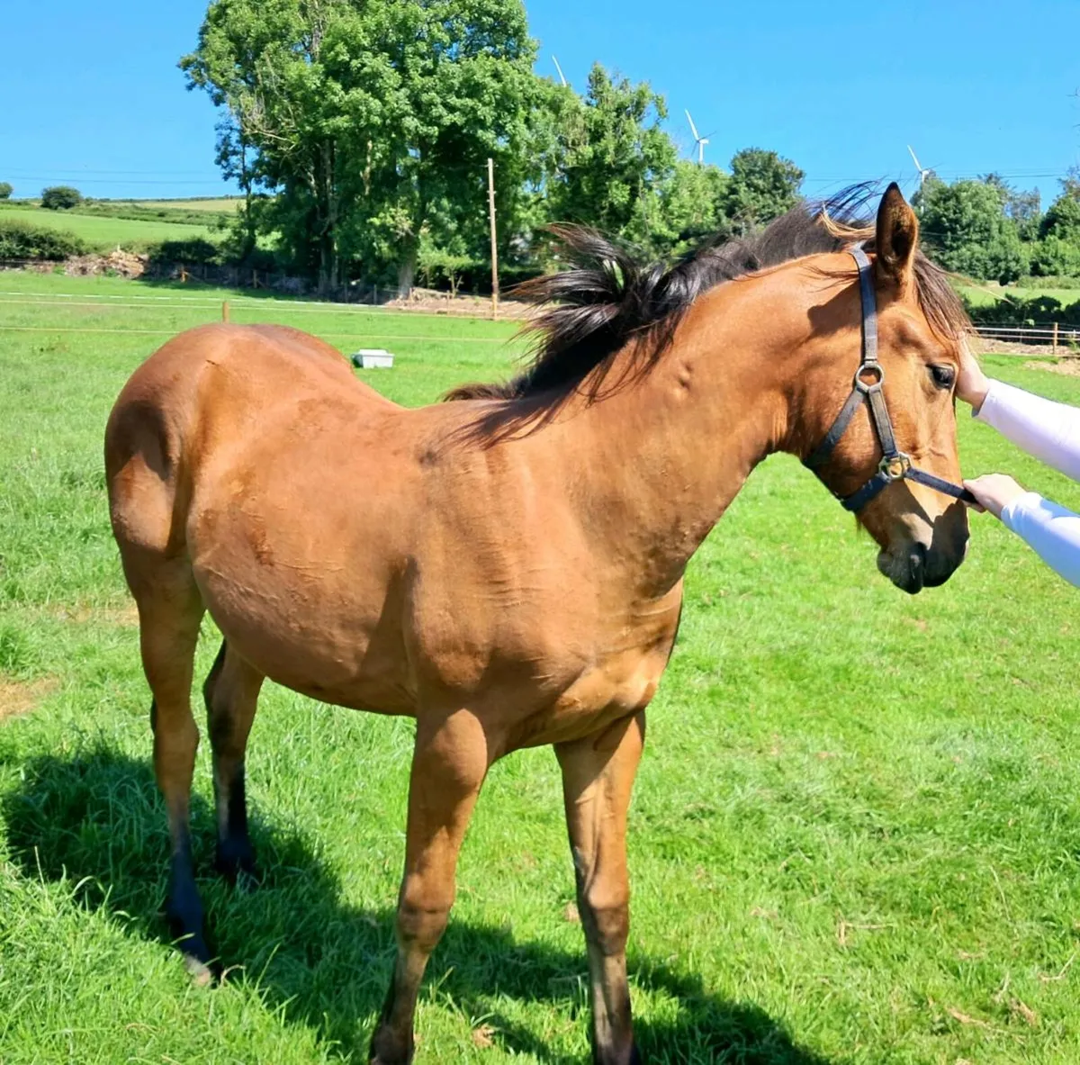 ISH Yearling - Image 2