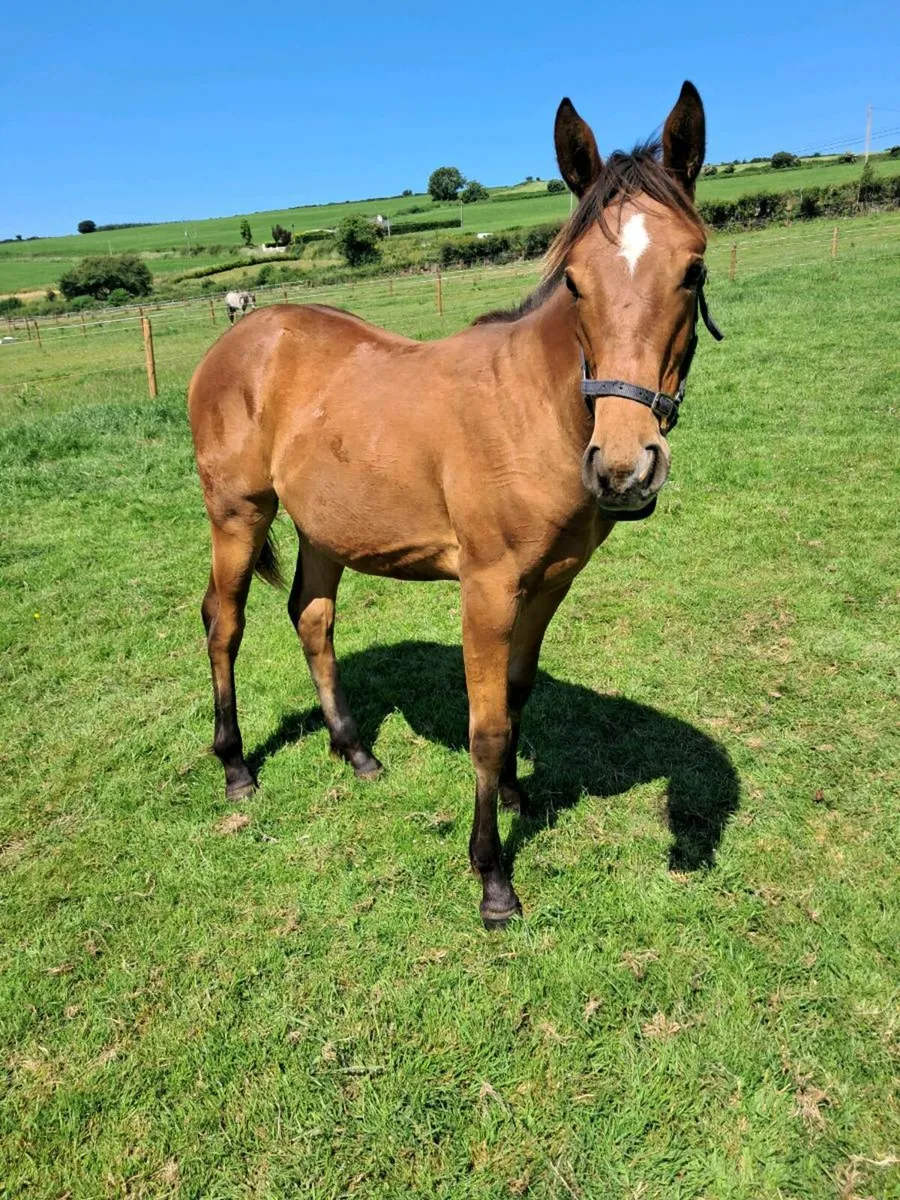 ISH Yearling - Image 4