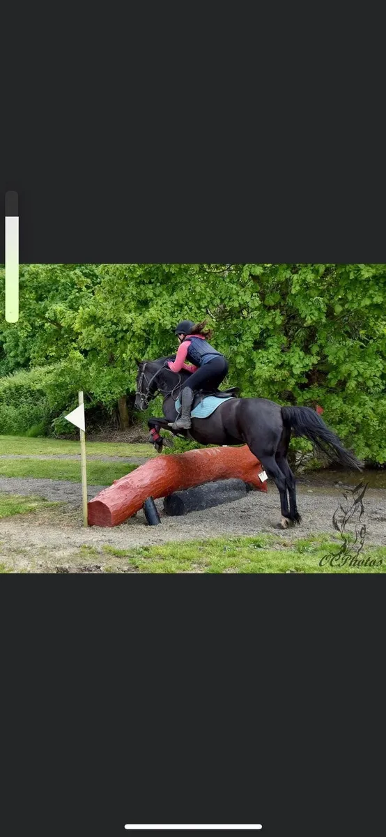 Ballyteague Blacky - Image 3