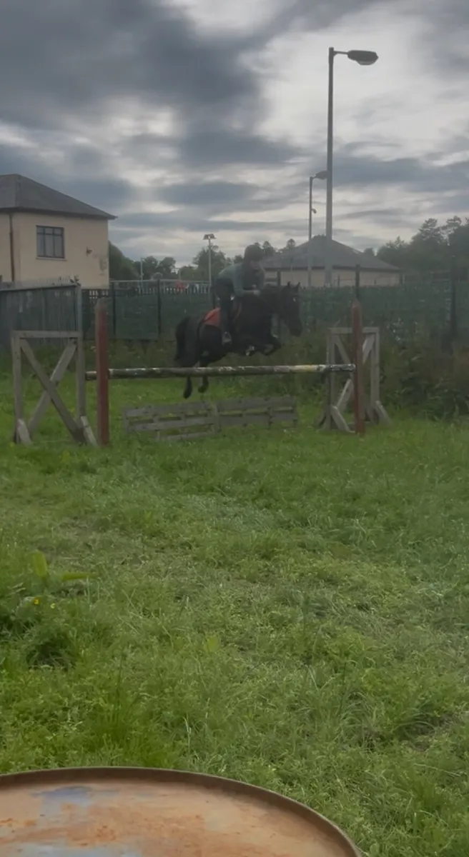 Ballyteague Blacky - Image 4