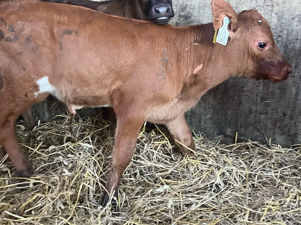 Calves - Image 1