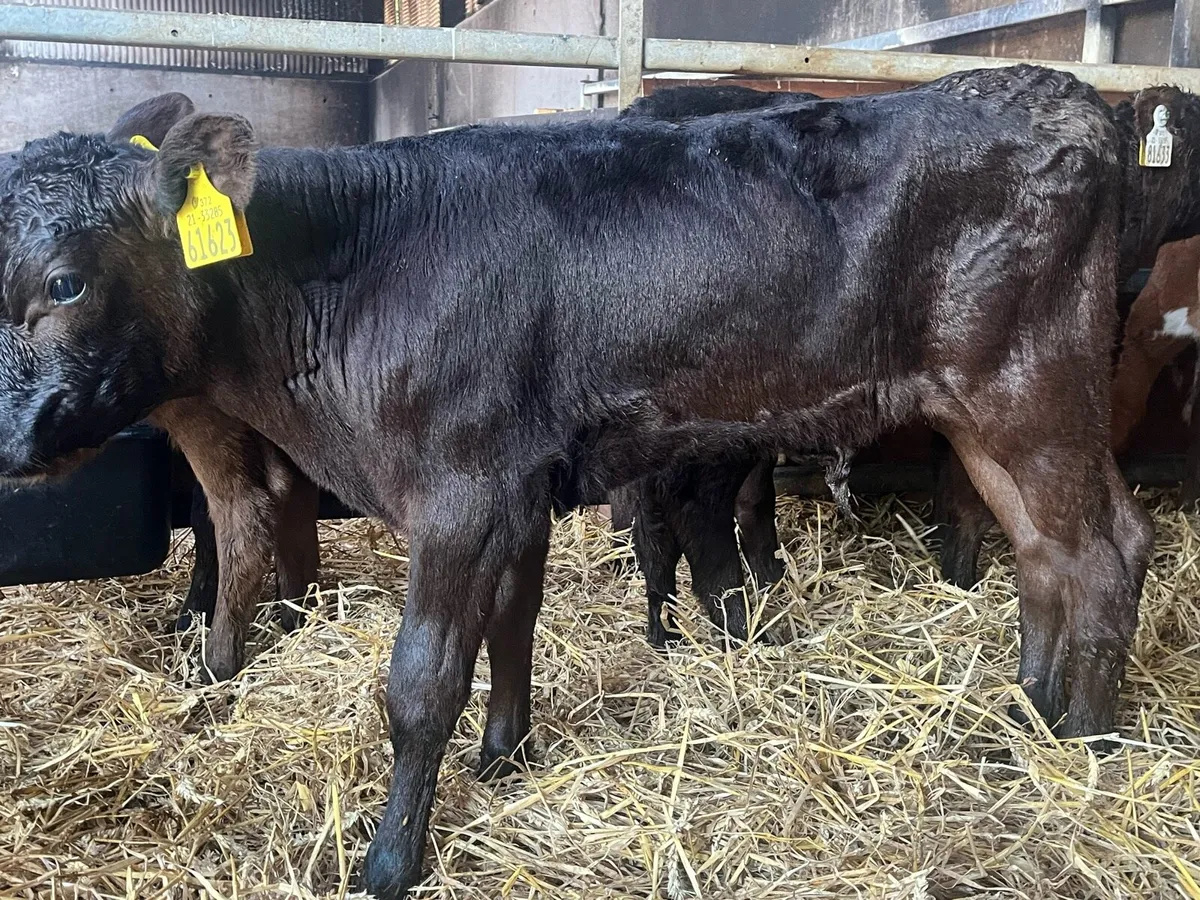 Calves - Image 2