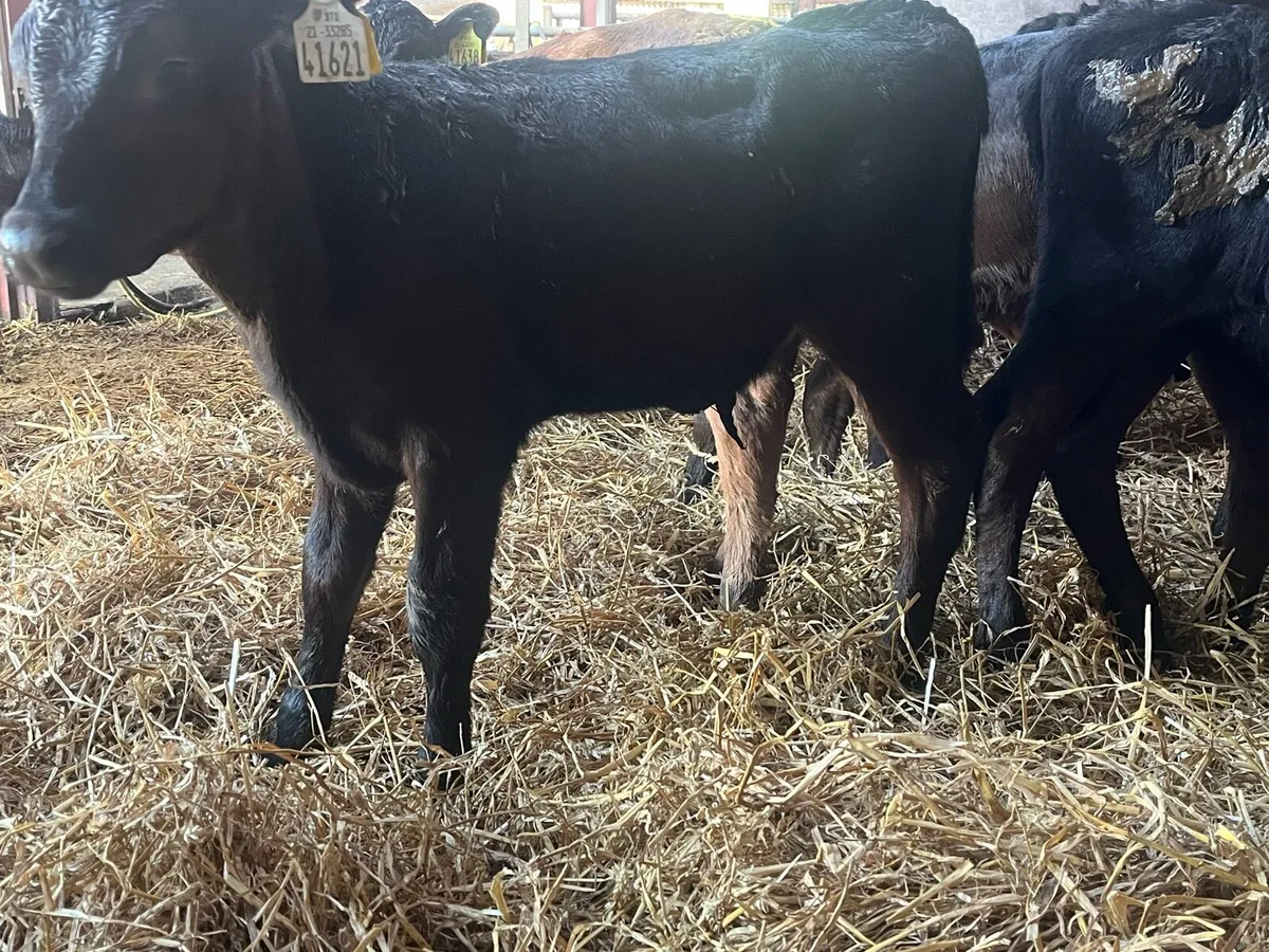 Calves - Image 3