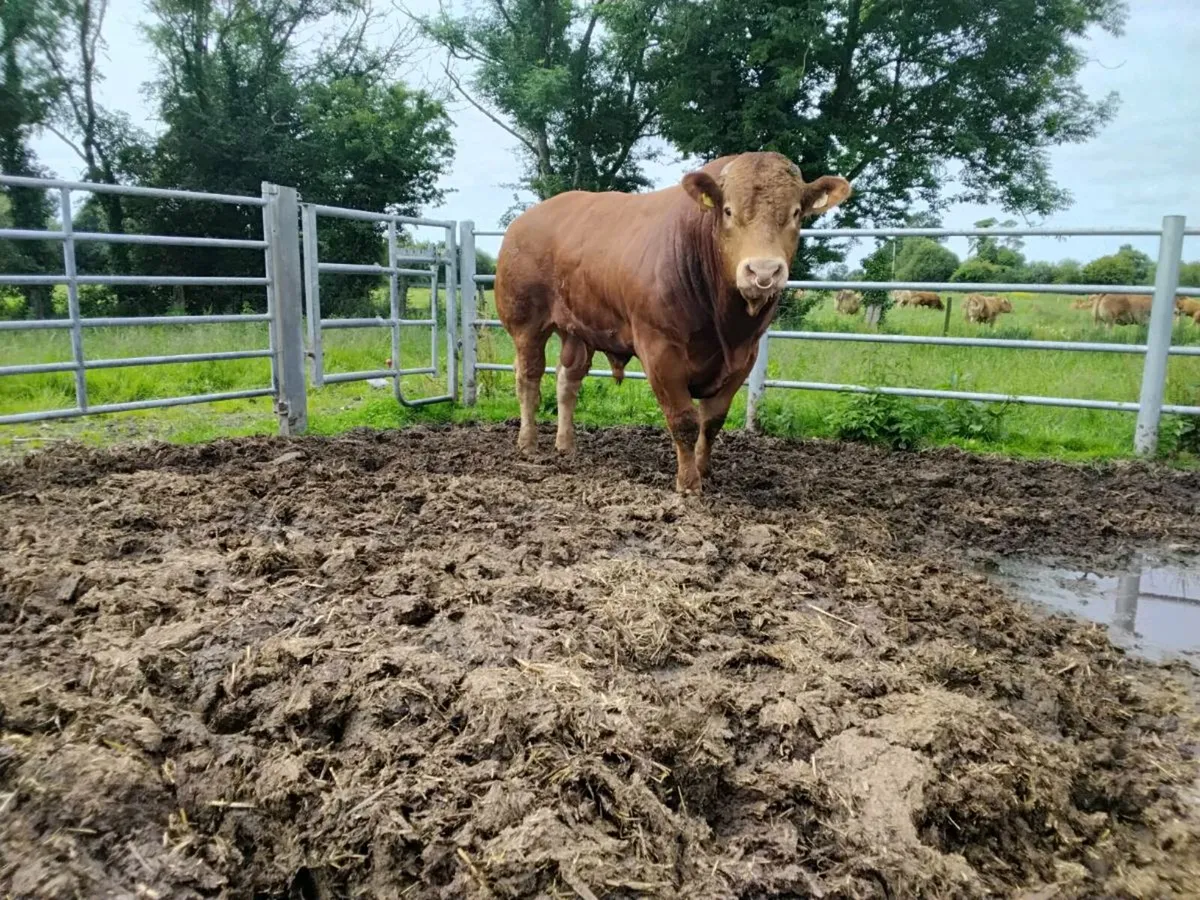 Pedigree Limousin Bulls - Image 2