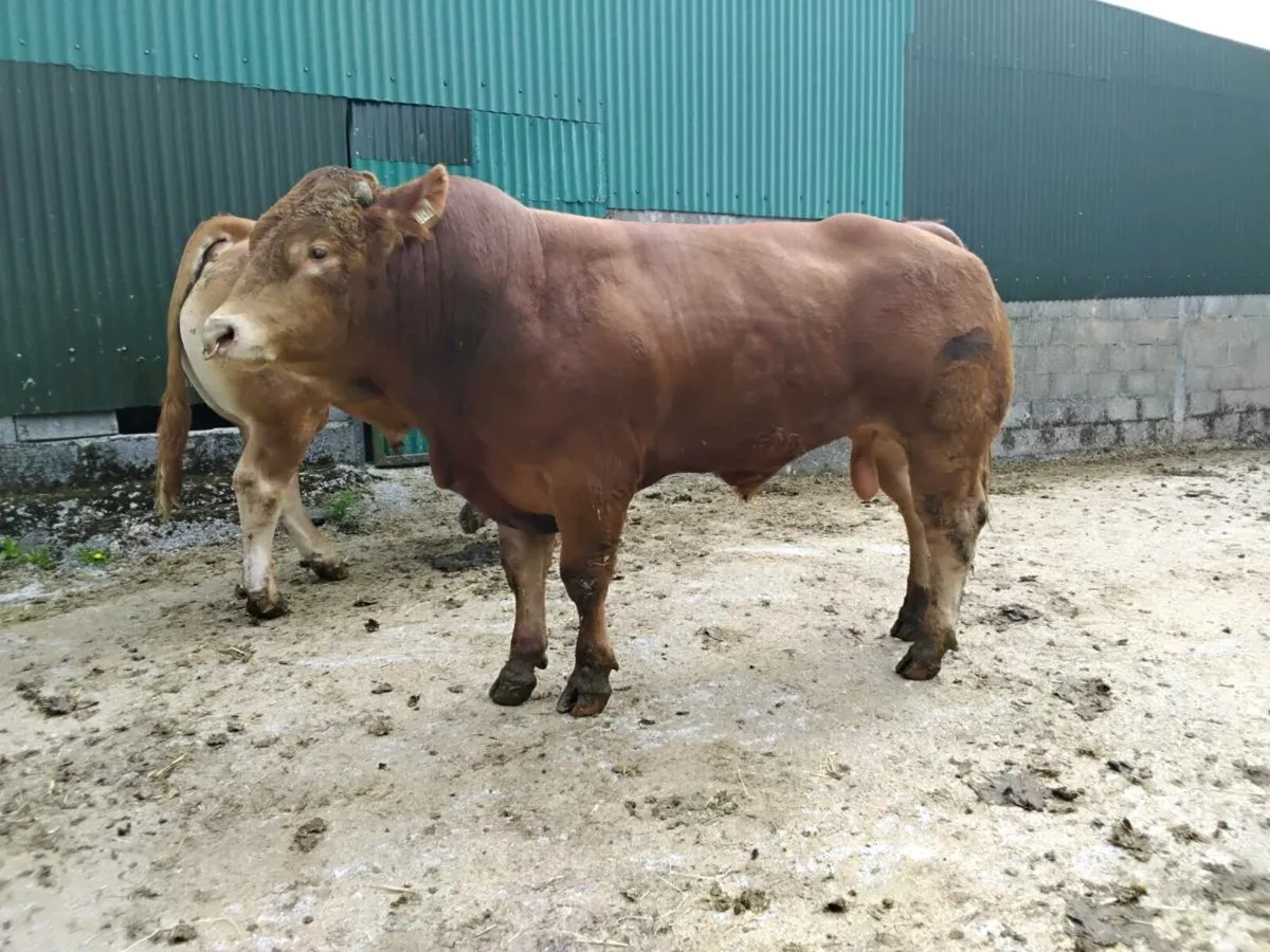 Pedigree Limousin Bulls - Image 3