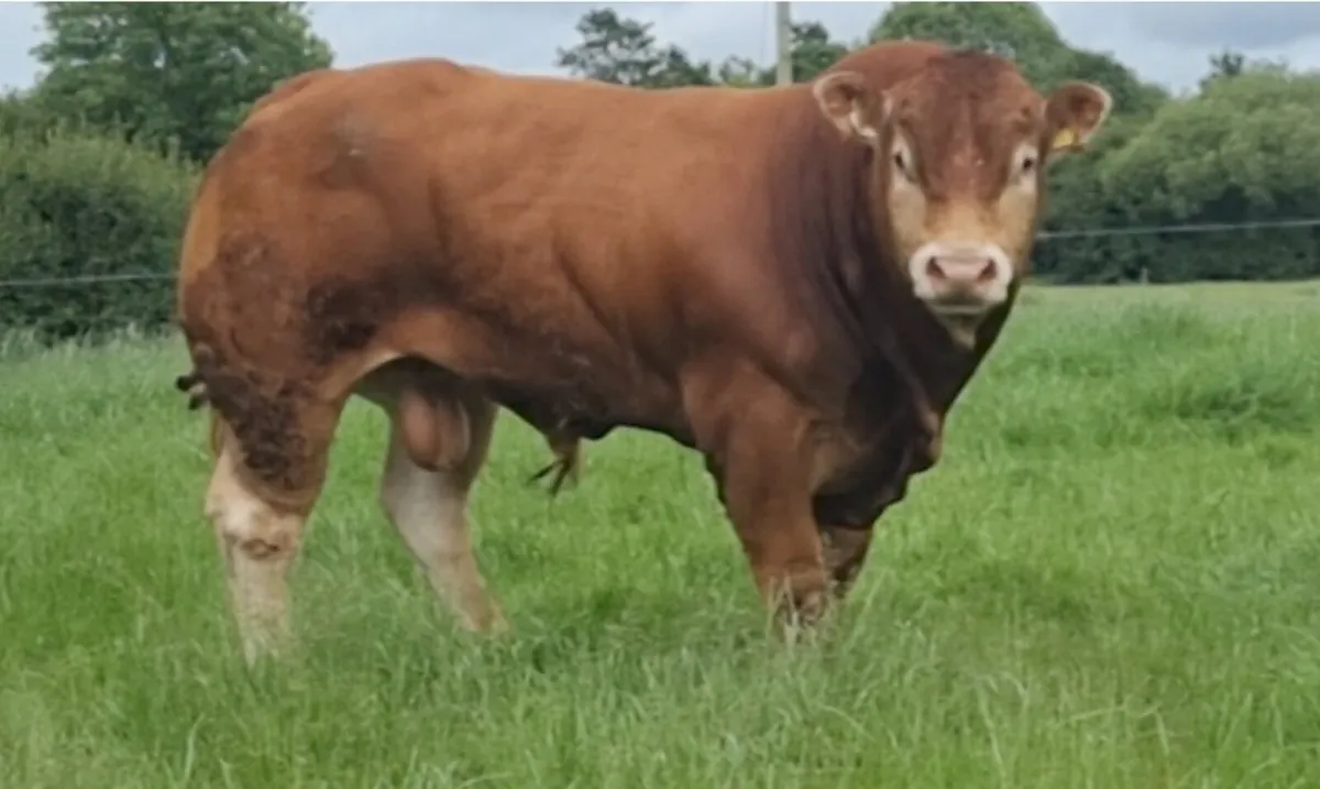 Pedigree Limousin Bulls - Image 1
