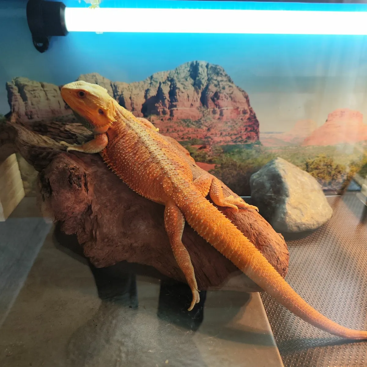 Reptile - Image 1