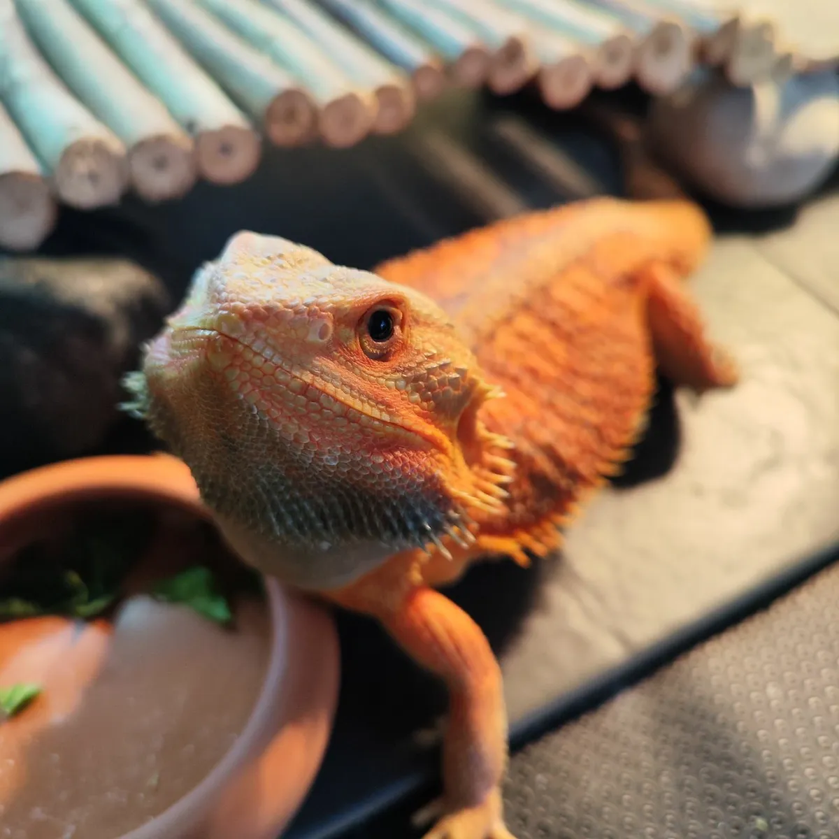 Reptile - Image 2