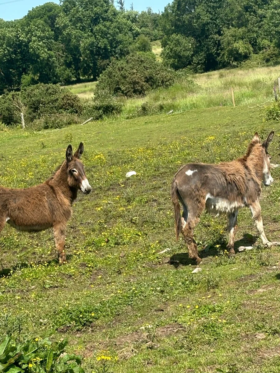 2 filly donkeys - Image 1