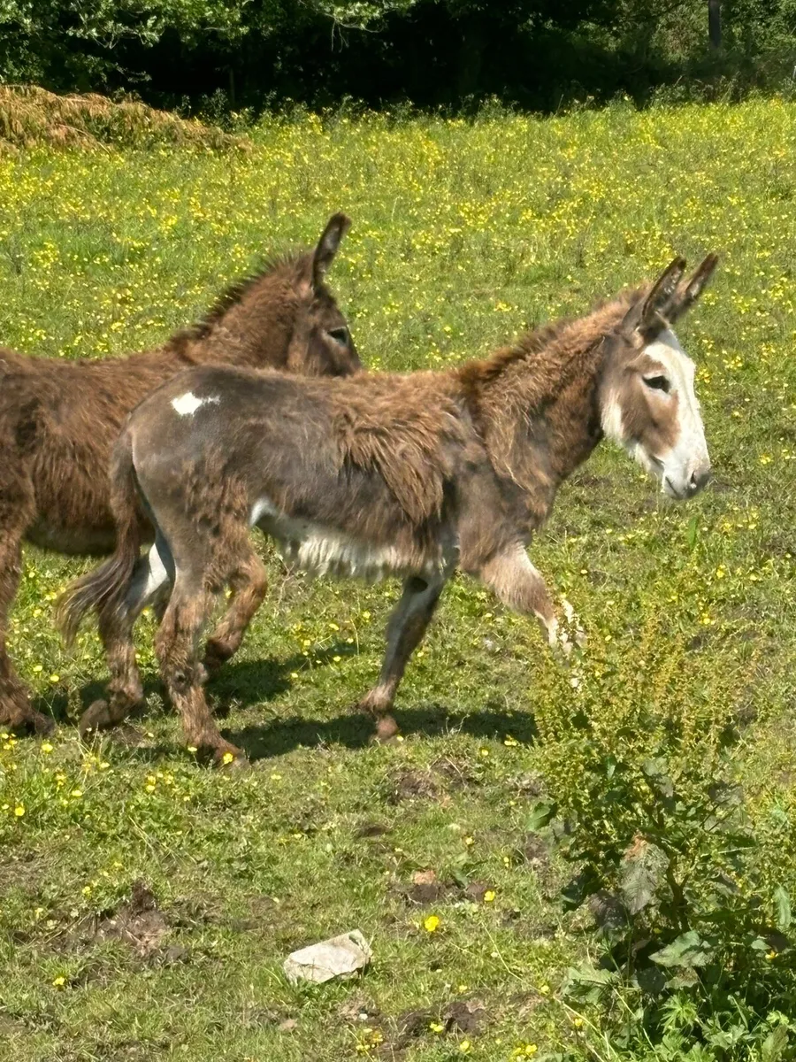 2 filly donkeys - Image 2
