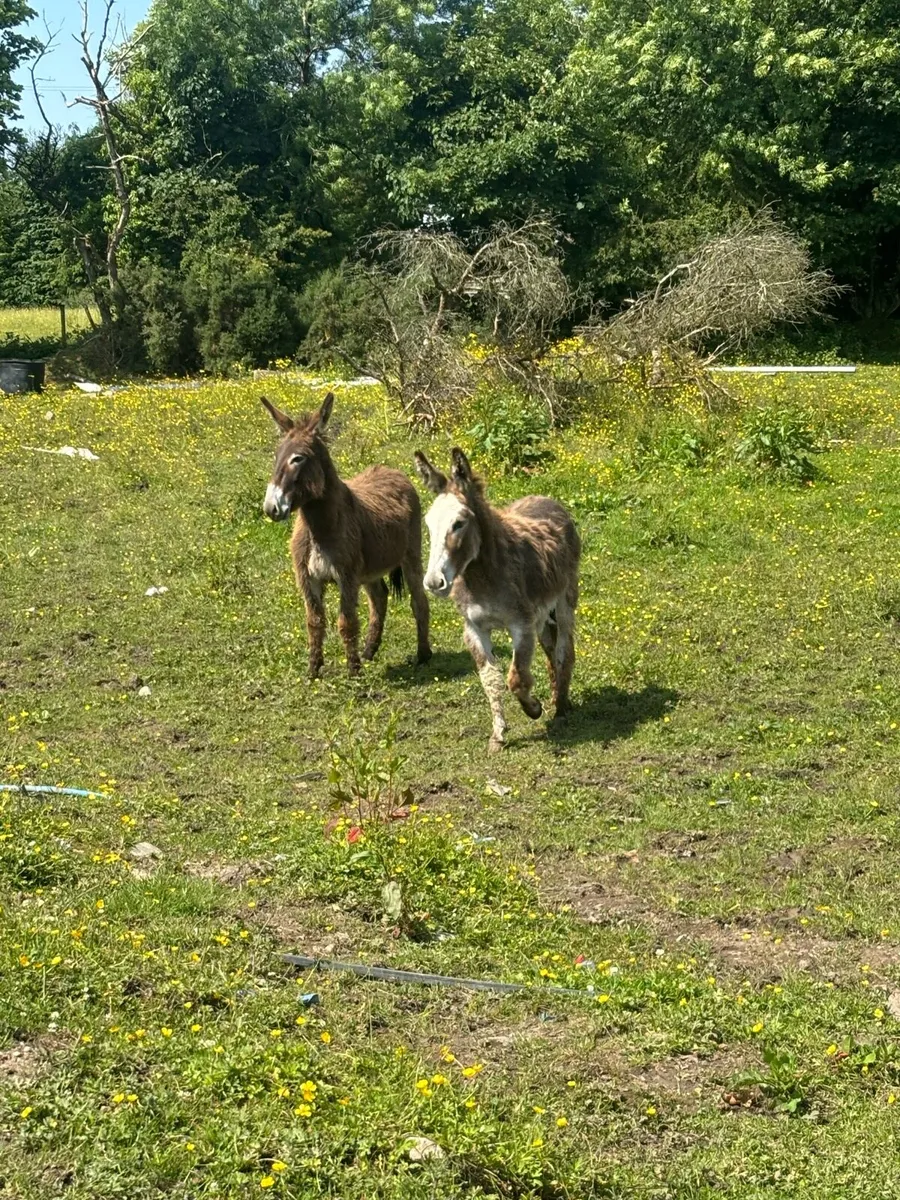 2 filly donkeys - Image 3