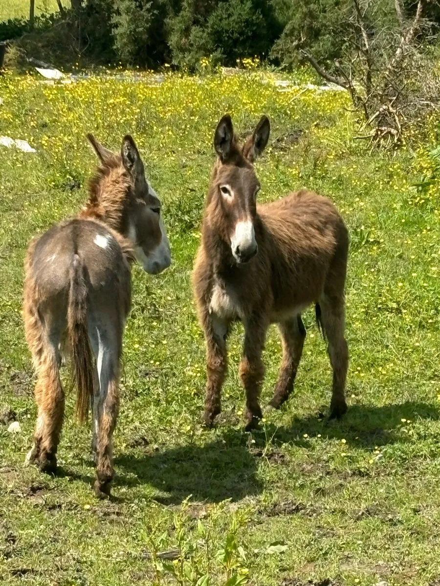 2 filly donkeys - Image 4