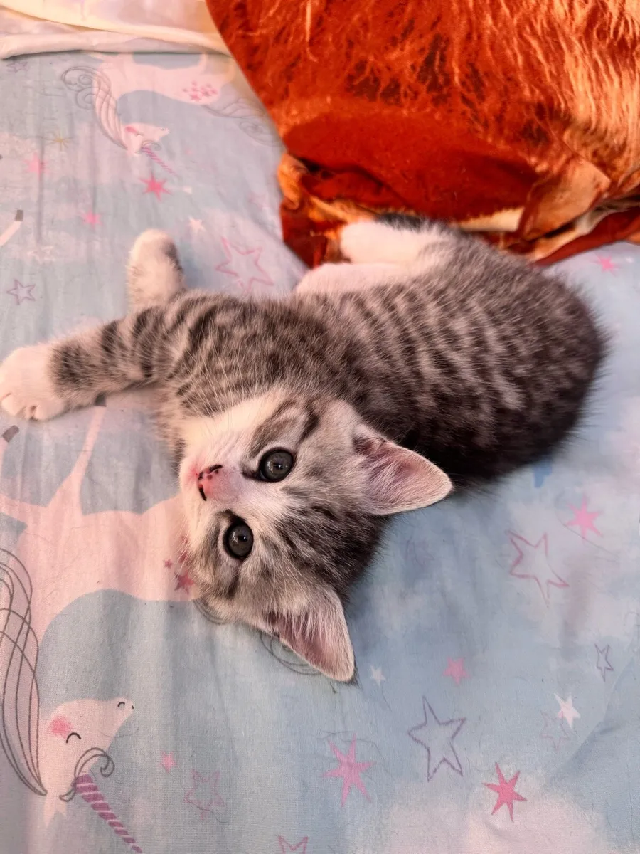 Pet - Image 2