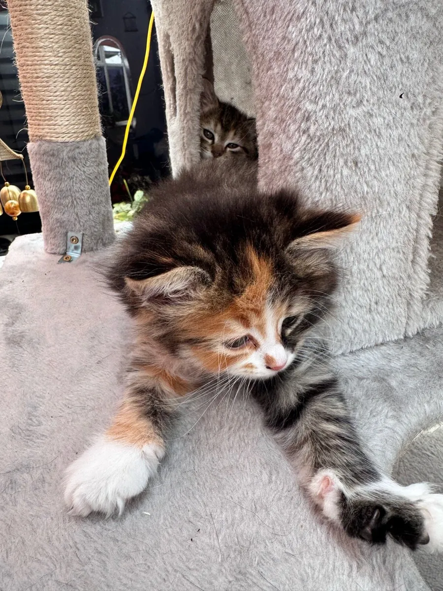 Pet - Image 3