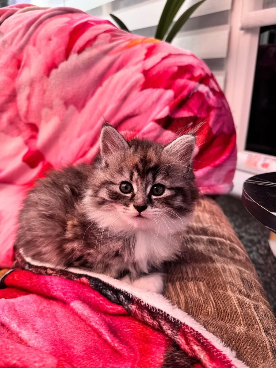Pet - Image 4
