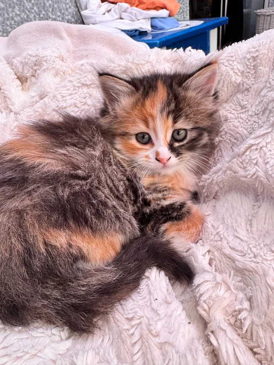 Pet - Image 1