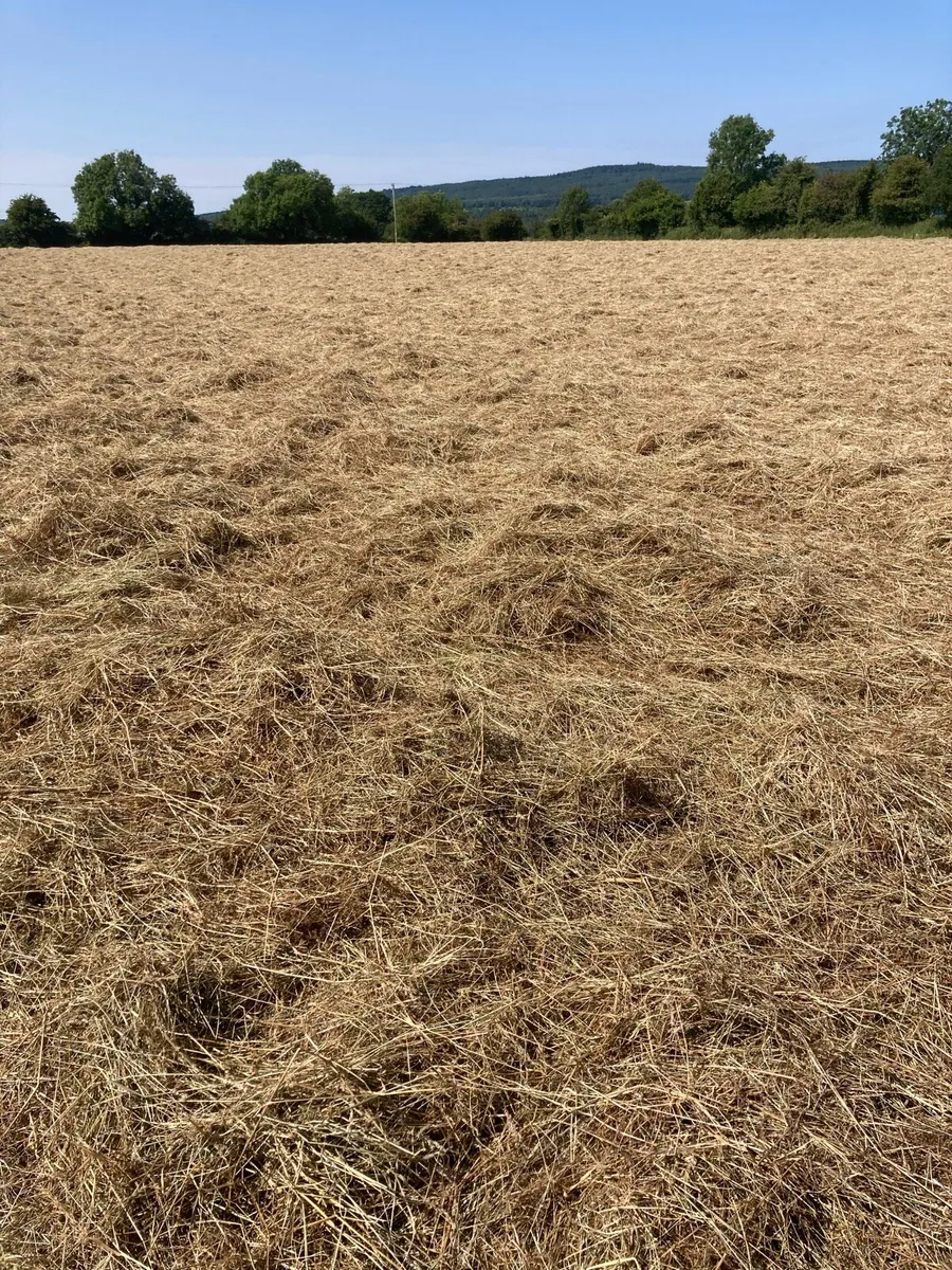 Hay - Image 1