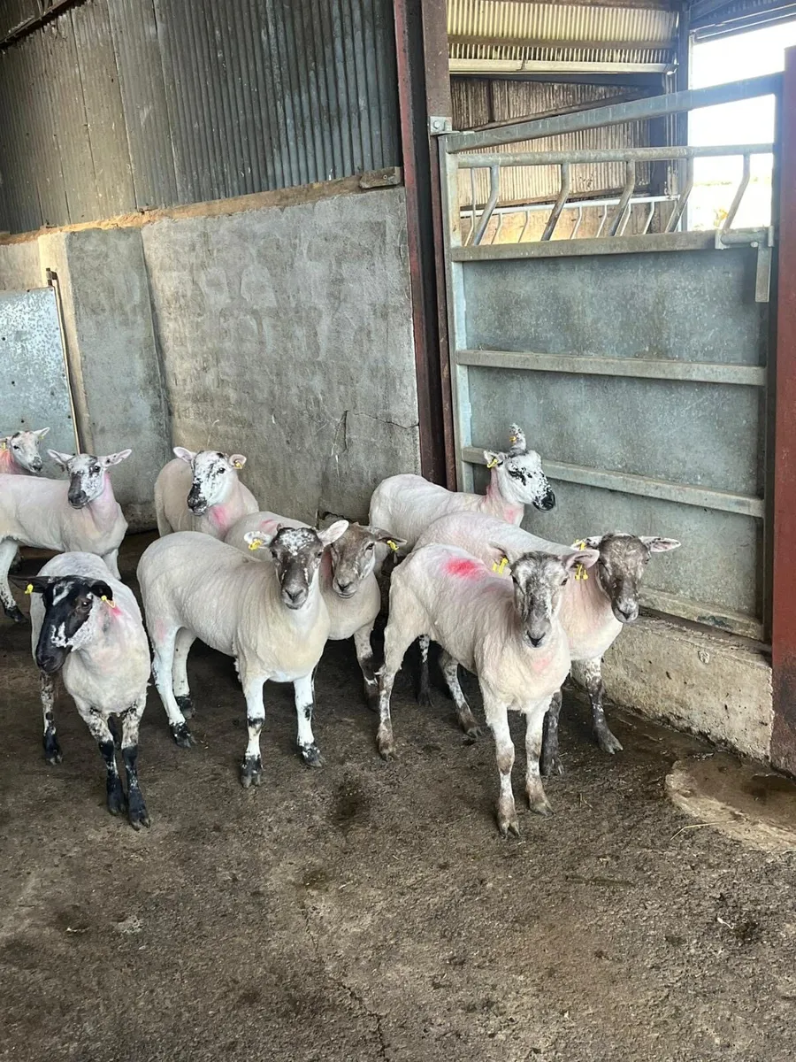 10 smashing speckle faced hogget ewes - Image 1
