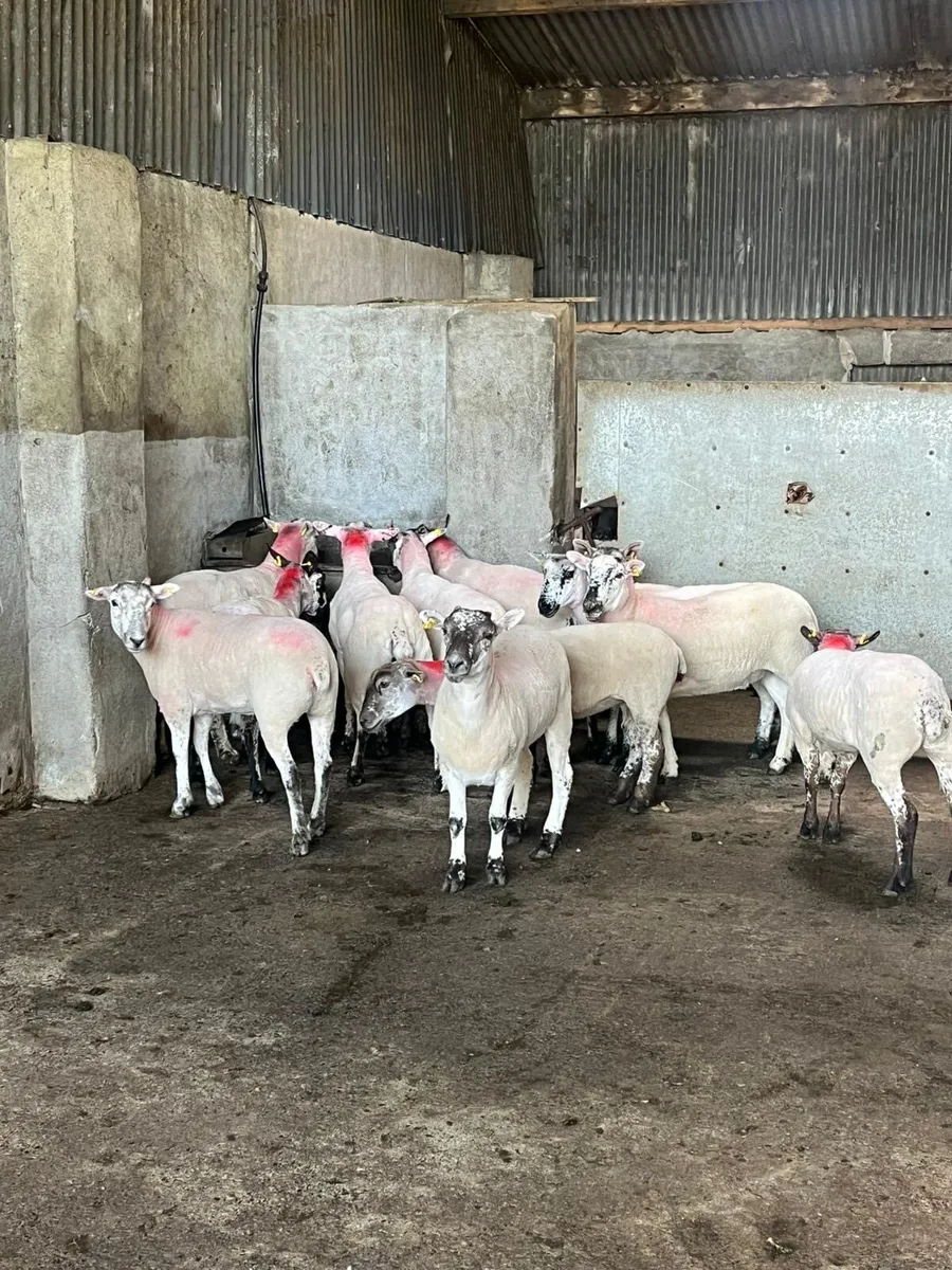 10 smashing speckle faced hogget ewes - Image 2