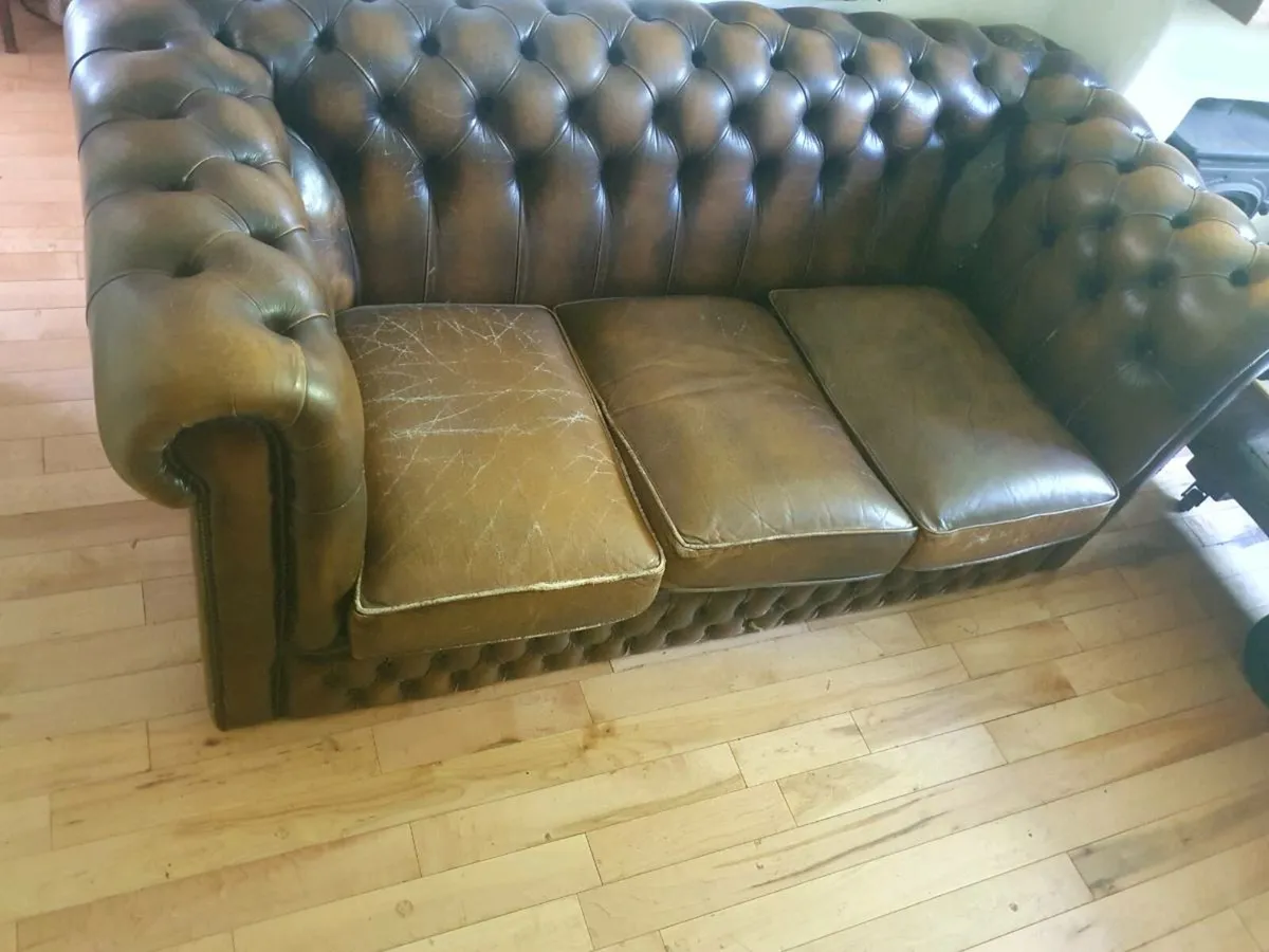 Antique chesterfield rare cigar brown medium back - Image 1