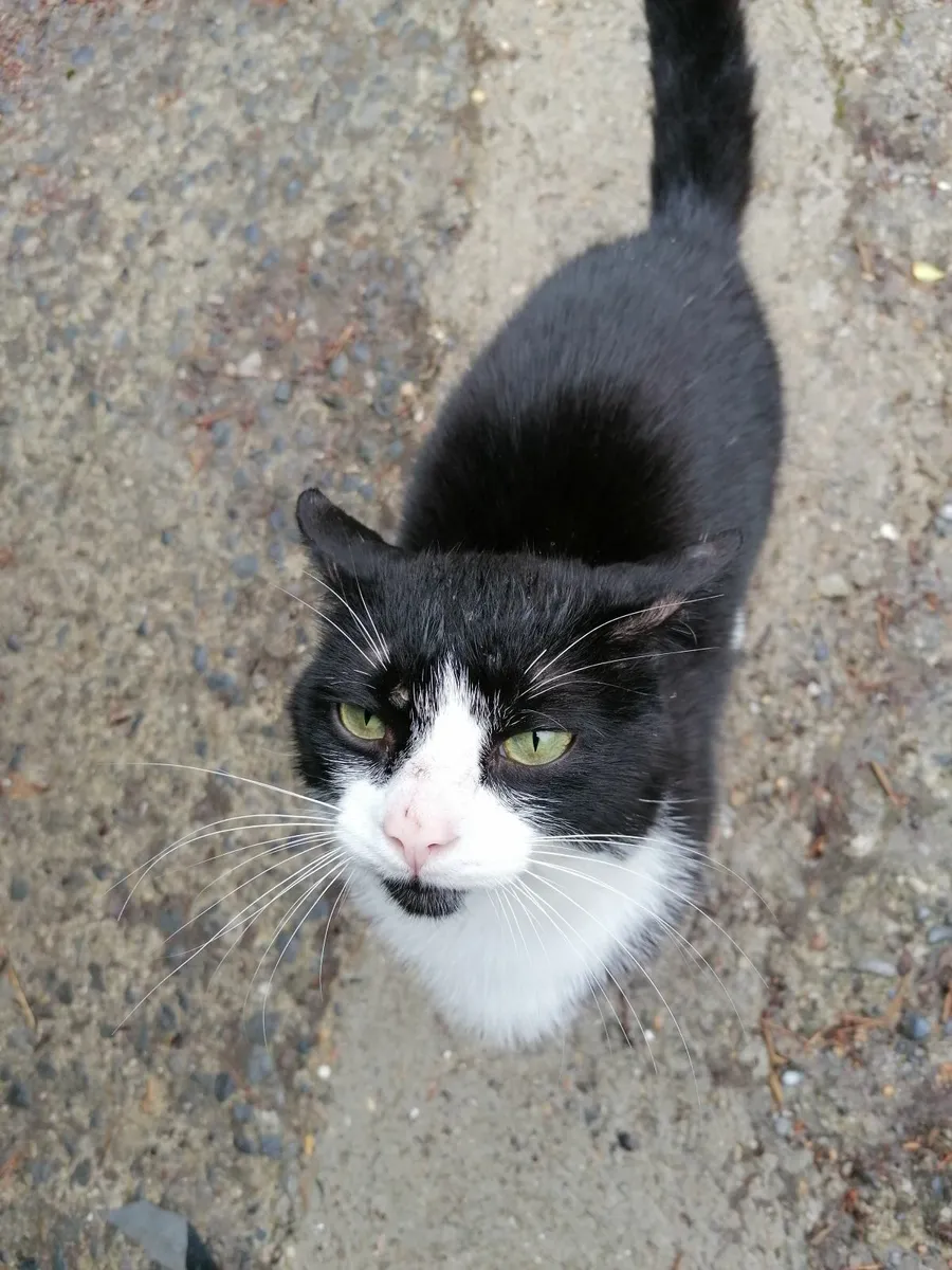 Friendly pet cat - Image 1