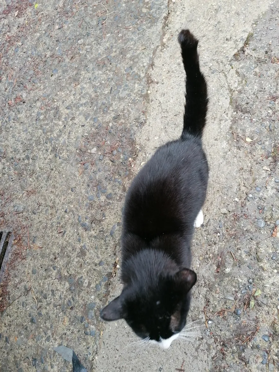 Friendly pet cat - Image 2