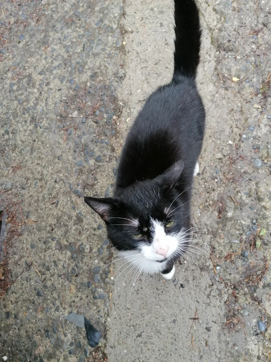 Friendly pet cat - Image 3