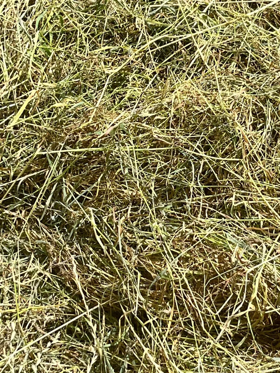 Hay - Image 1