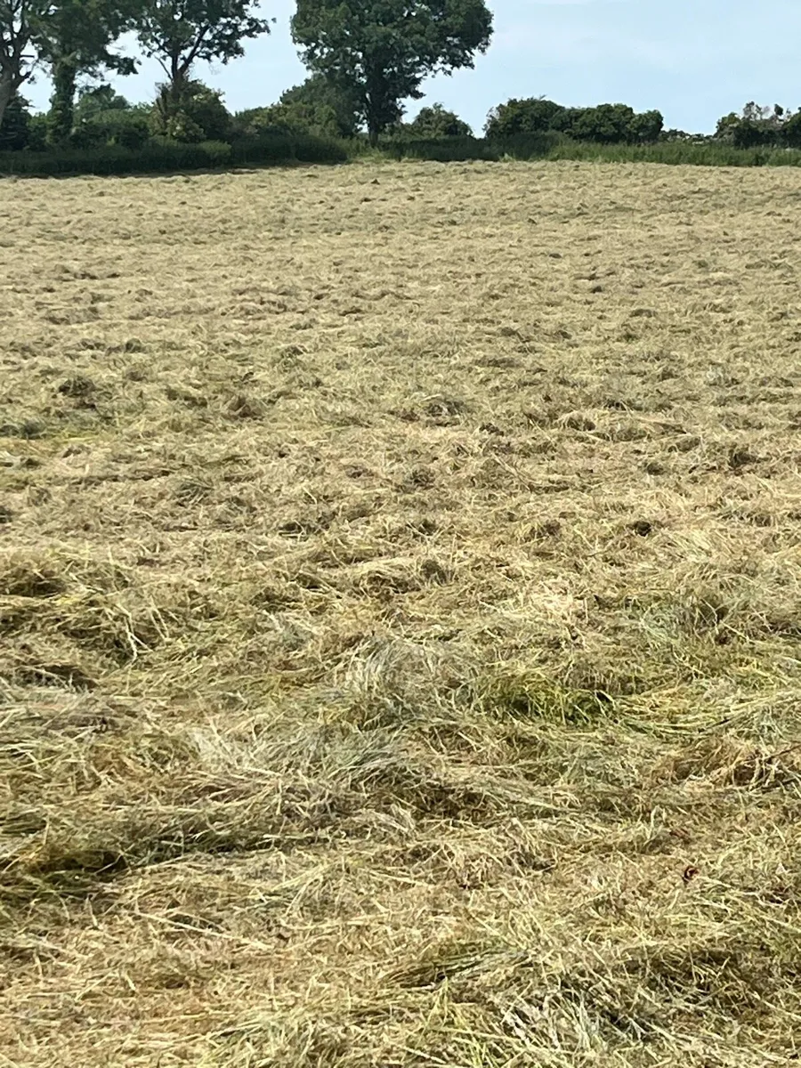 Hay - Image 2