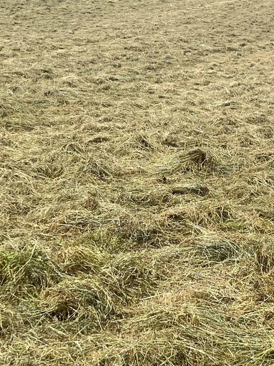 Hay - Image 3