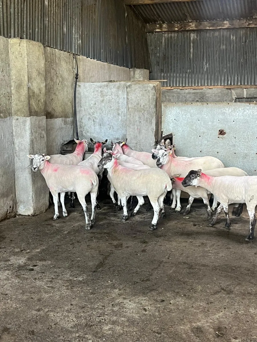 10 smashing speckle faced hogget ewes - Image 4