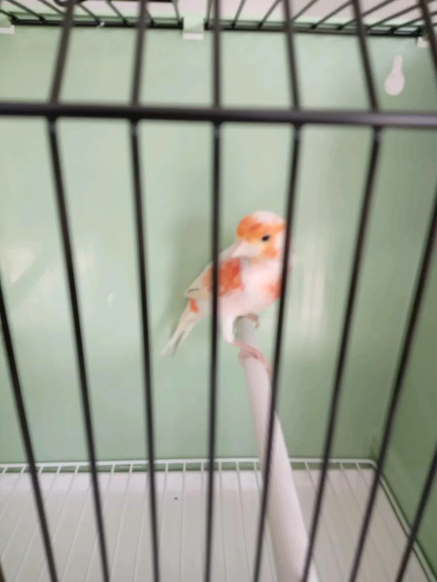Canaries for sale - Image 1