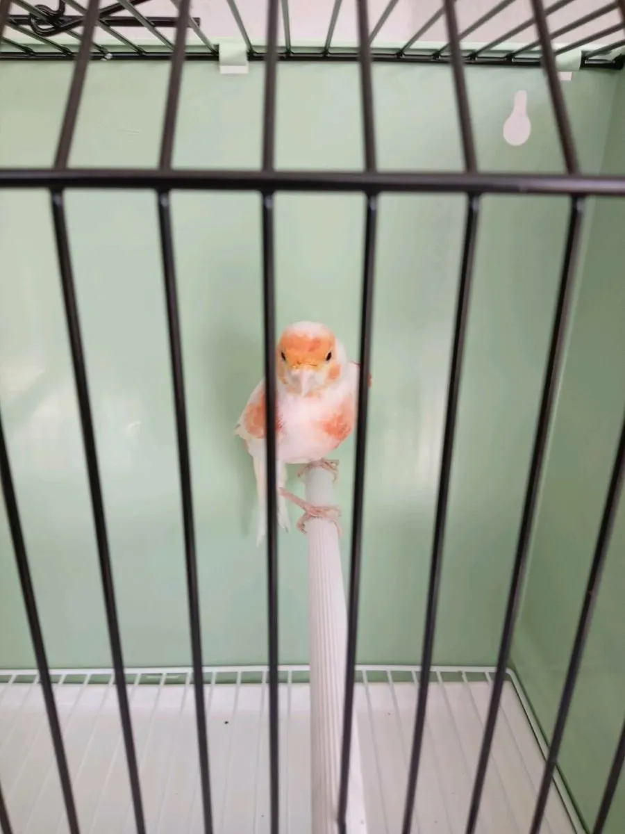 Canaries for sale - Image 2