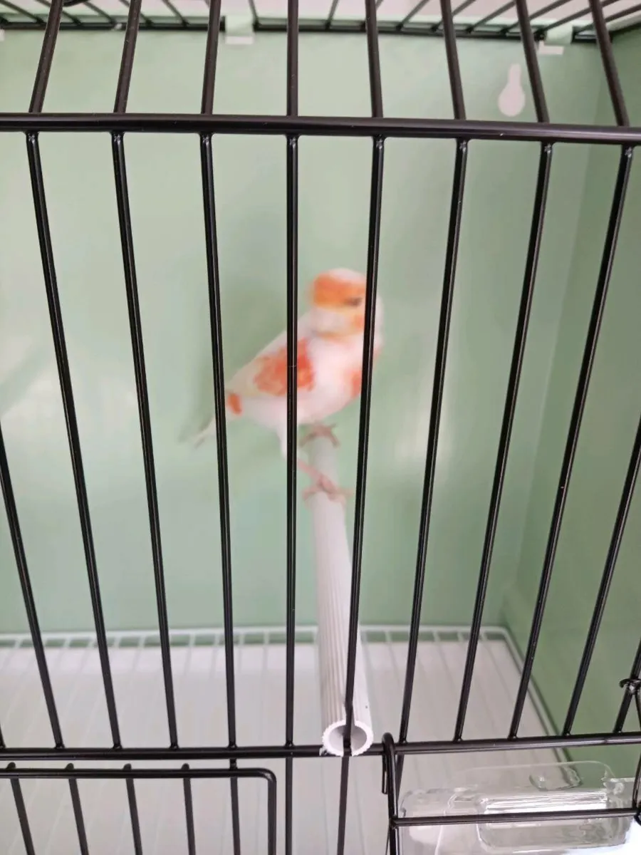 Canaries for sale - Image 3