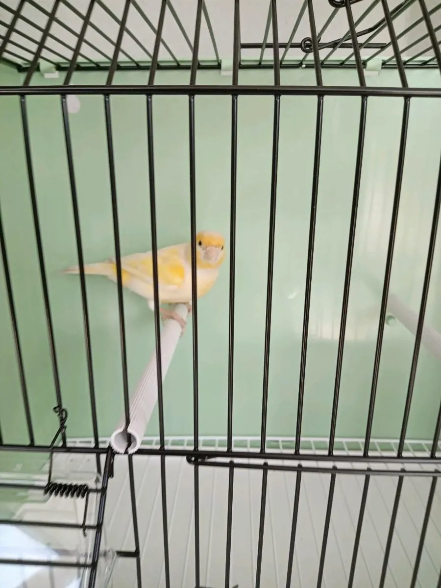 Canaries for sale - Image 4