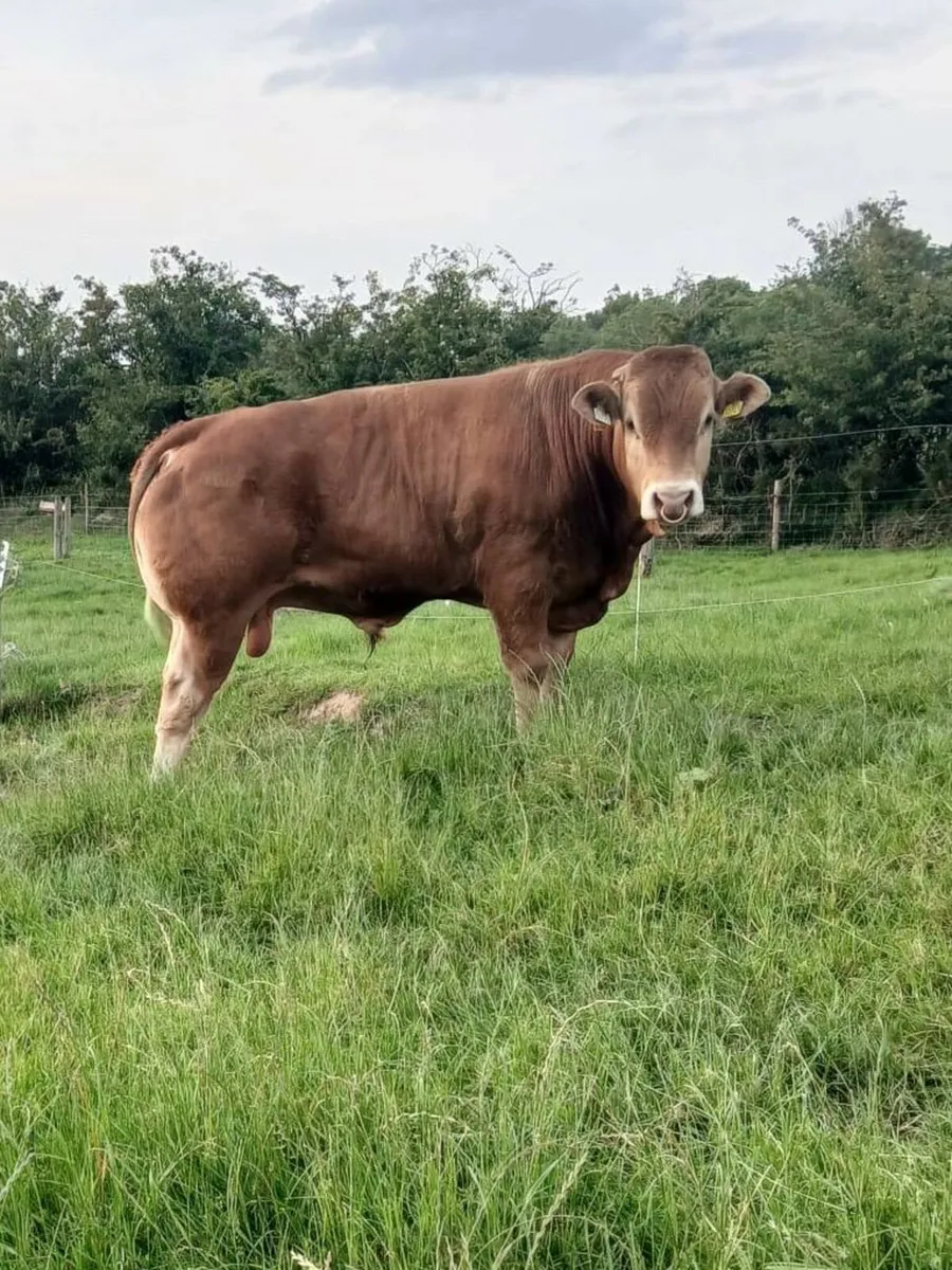 Livestock - Image 1