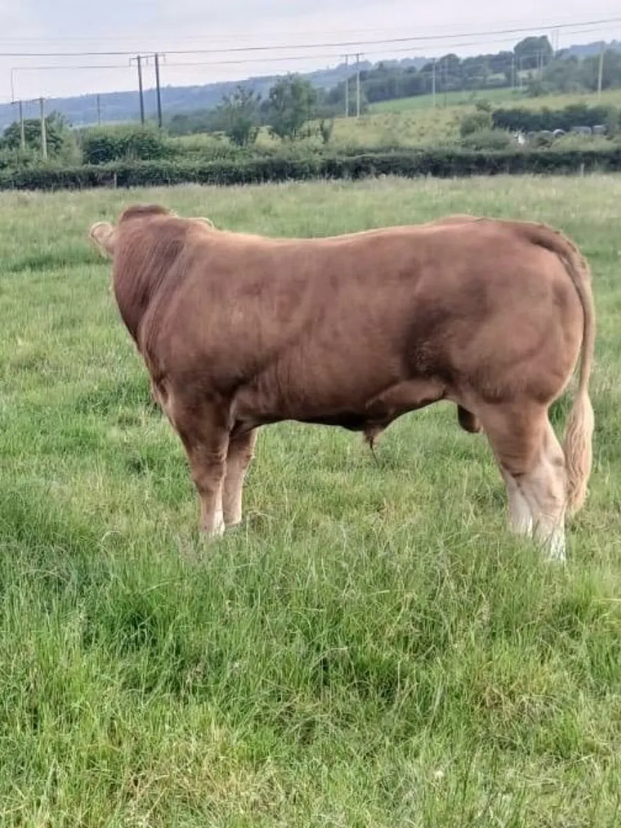 Livestock - Image 2