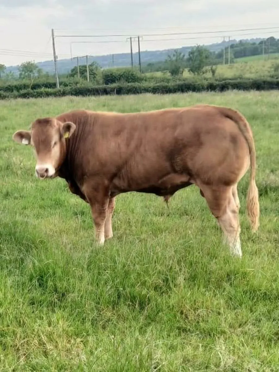 Livestock - Image 3
