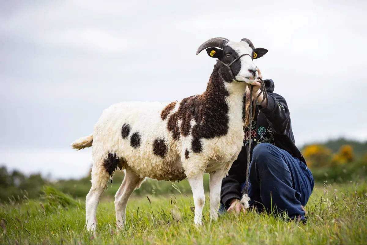 Jacob Hoggets, Ewes, Rams & Lambs - Image 1