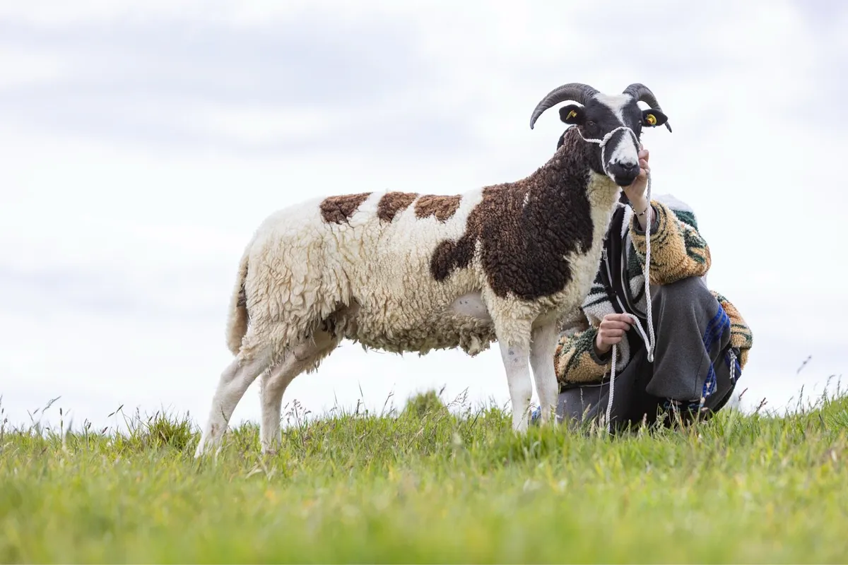 Jacob Hoggets, Ewes, Rams & Lambs - Image 2
