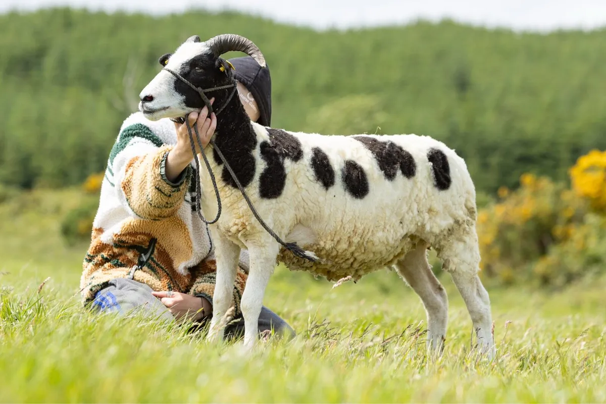 Jacob Hoggets, Ewes, Rams & Lambs - Image 3